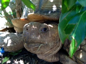 Lil' tortoise not too happy to be woken up from his nap