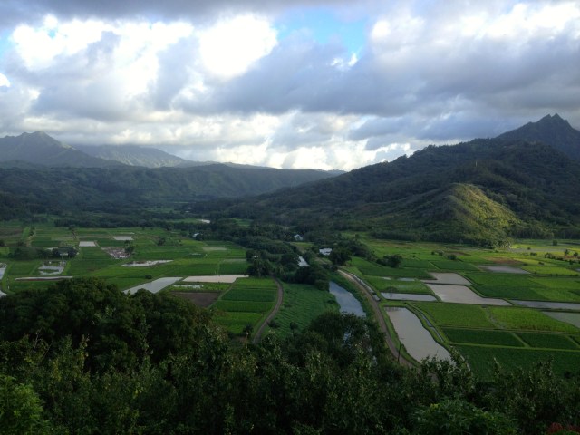 The last commercial taro fields