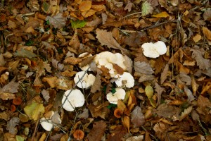 Les pied-de-mouton (Sheep's foot)