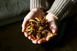 My bounty of chanterelles, I took home 5 kilos from 1 hour in the forest