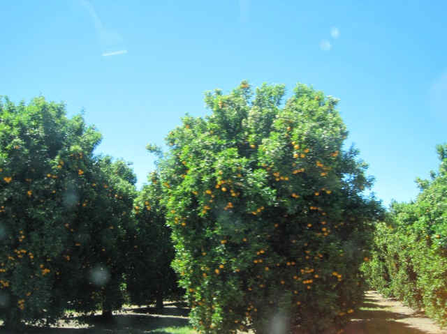 California orange trees are happy orange trees